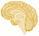 Yellow sagittal cross-section of a human brain